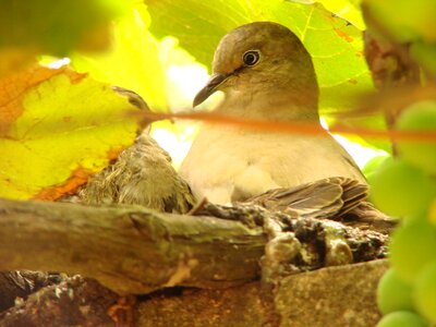 Pigeon nest birdie bird photo