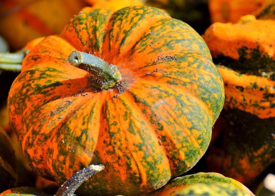 Autumn cucurbita maxima choose