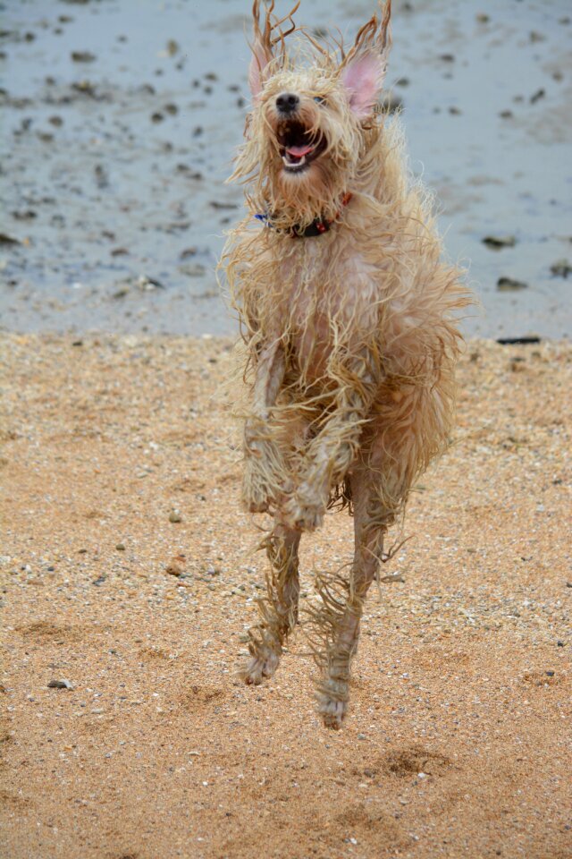 Mammal happy jumping
