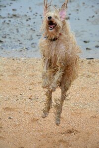 Mammal happy jumping