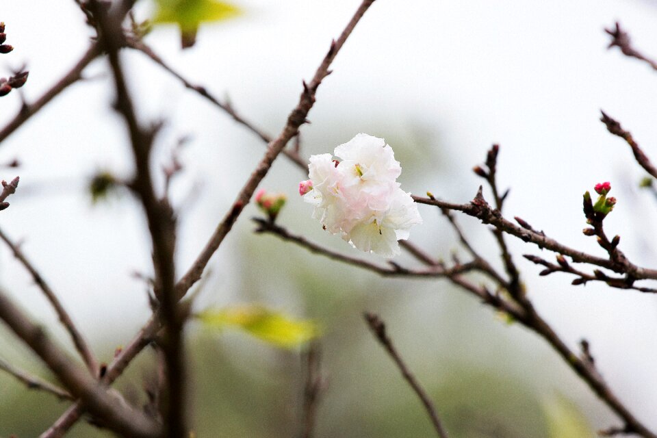 Flower spring vitality
