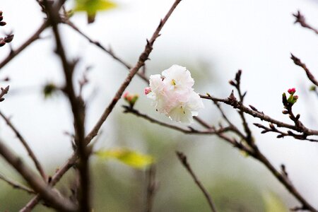 Flower spring vitality