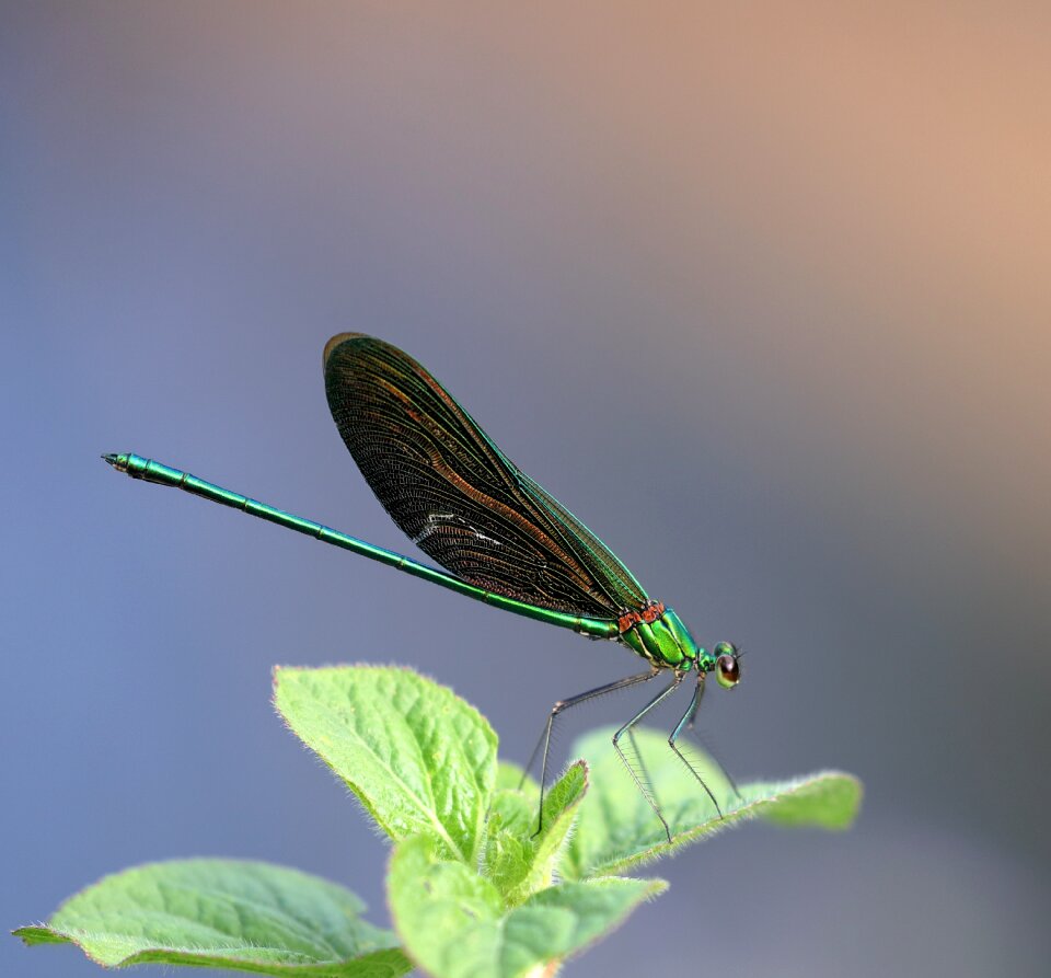 Winter wildlife dragonflies green