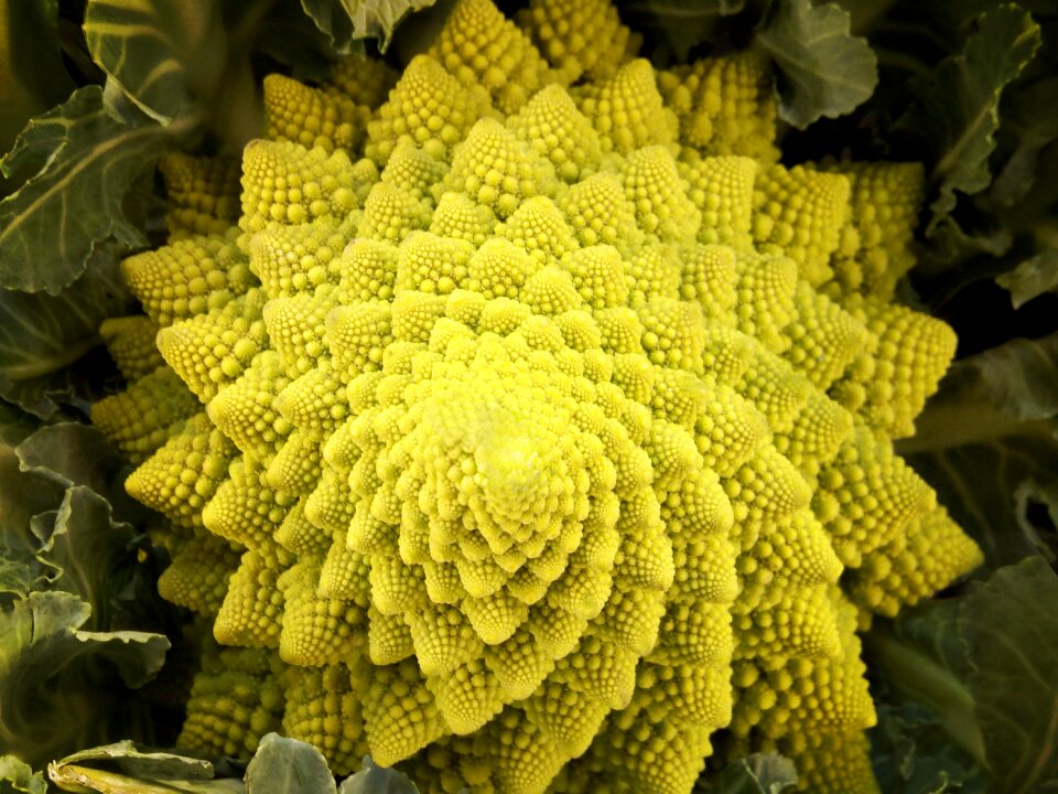 Cauliflower fractal abstract