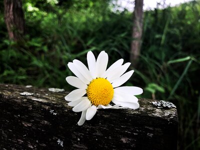 Wall nature summer