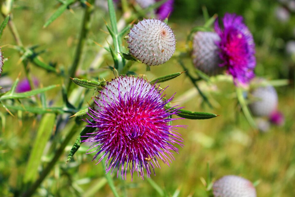 Summer meadow thistle flower