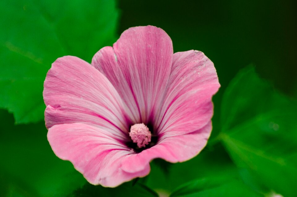 Sheet summer petal