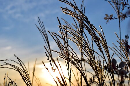 Backlighting grass nature