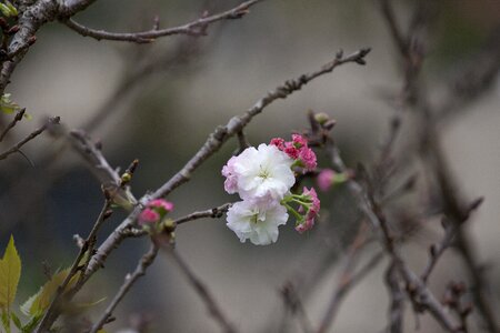 Flower spring vitality