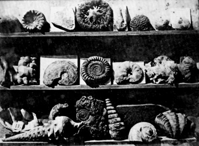 Daguerre, Louis Jacques Mandé - Anordnung von Muscheln (Zeno Fotografie)