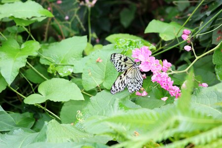 Black and white floral nature photo