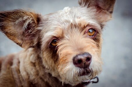 Cute mammals puppy