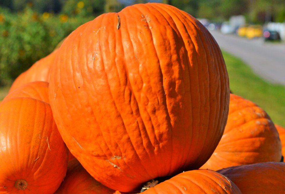 Autumn cucurbita maxima choose