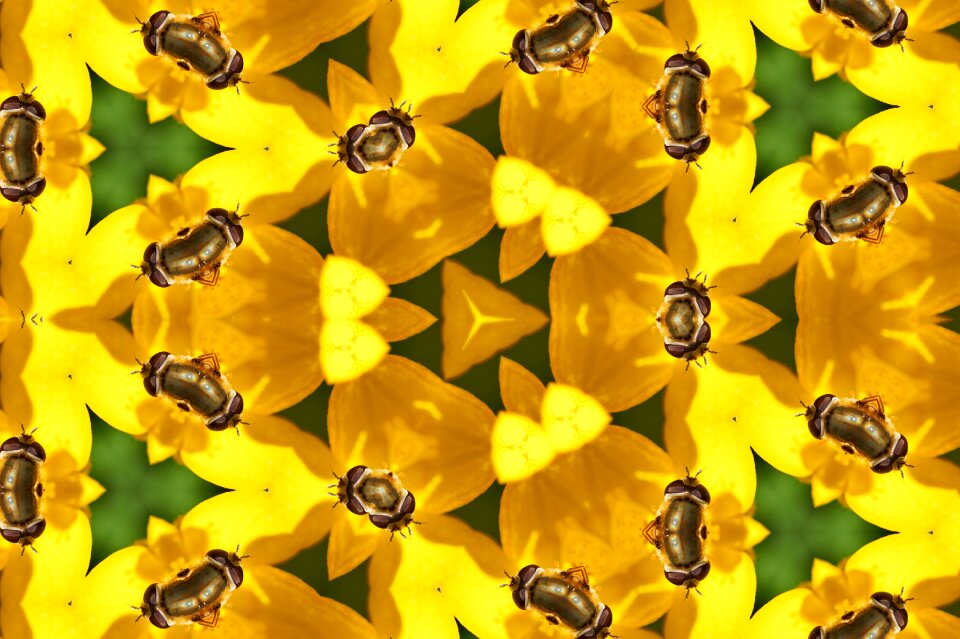 Pollen summer flower