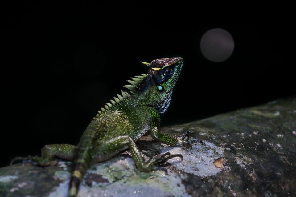 Iguana green reptiles