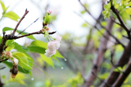 Flower spring vitality