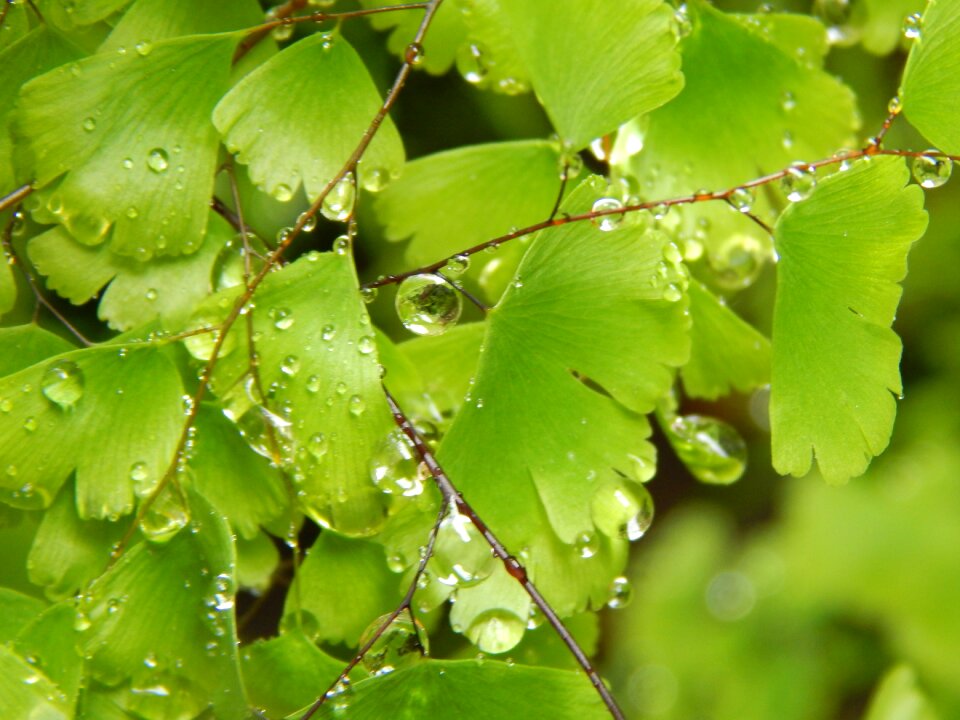 Culantrillo wet drops