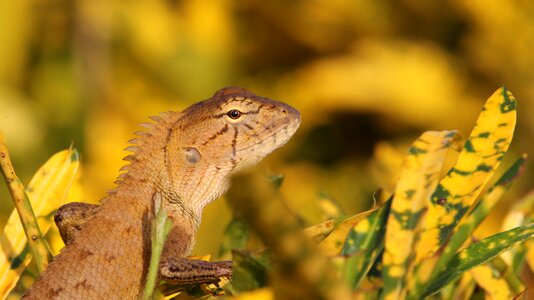 By nature reptile nature