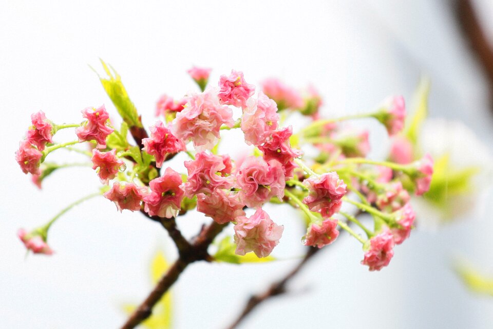 Flower spring vitality