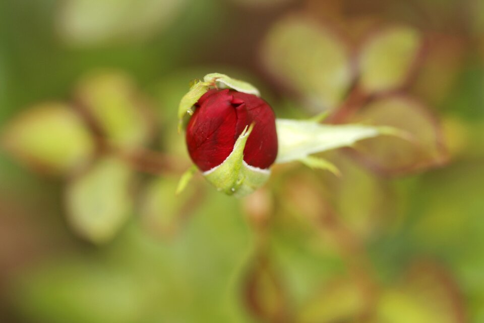Red roses beautiful perfume