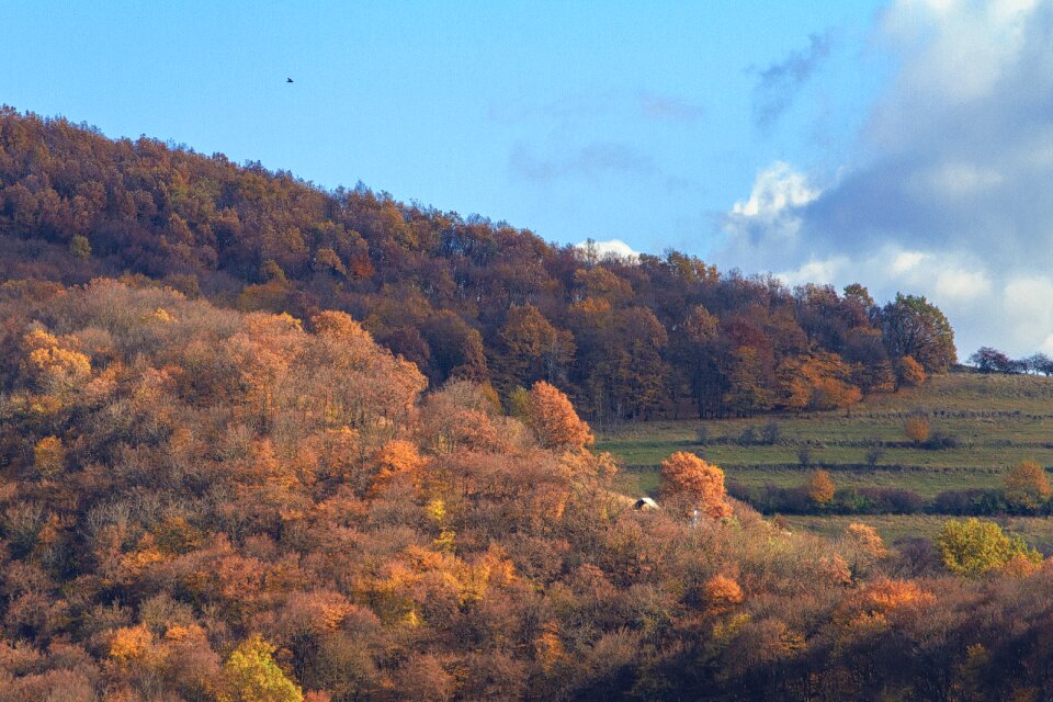 Autumn fall forest
