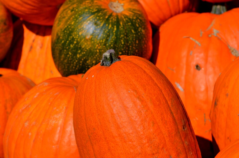 Autumn cucurbita maxima choose