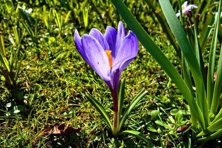 Stamen petal violet