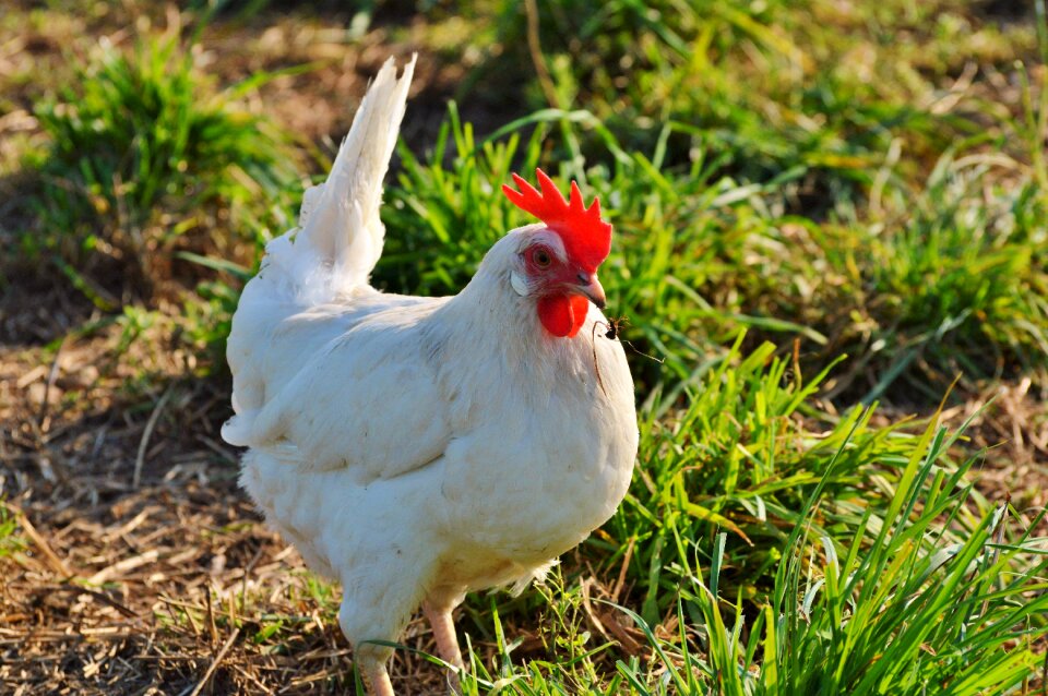 Free range livestock farm