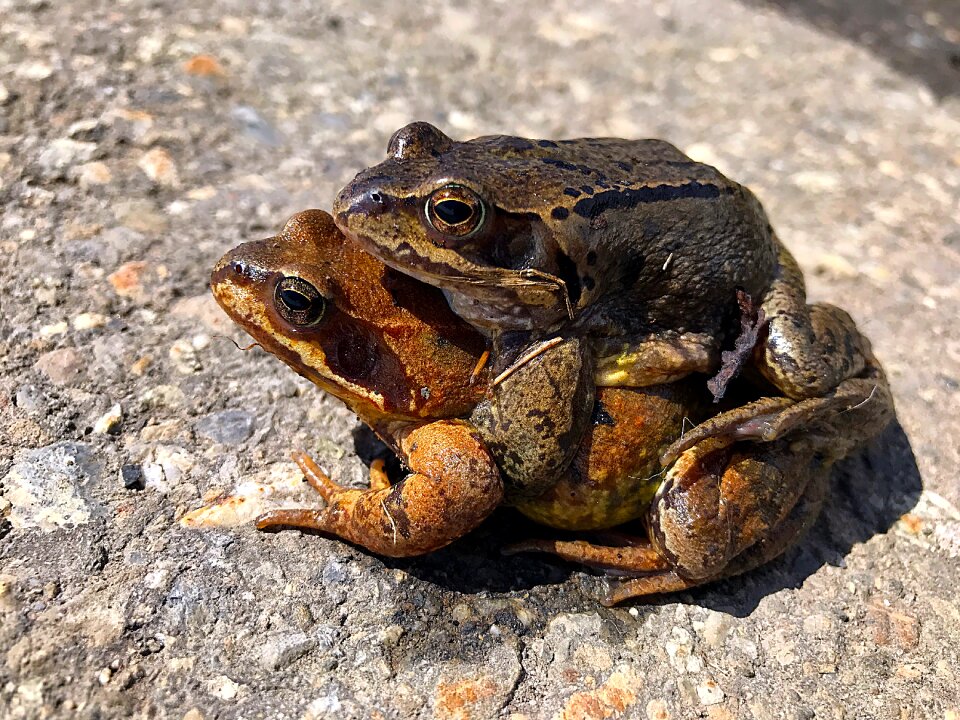 Pair lovers nature