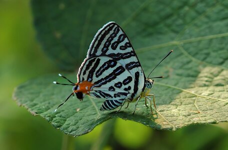 Wildlife insects butterfly photo