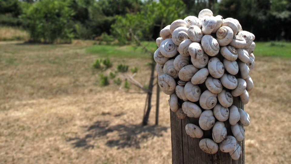 Nature shell snail