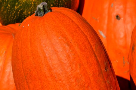 Autumn cucurbita maxima choose
