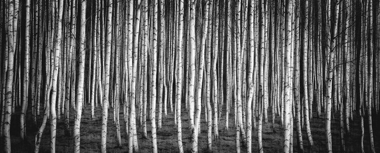 Russia white white and black