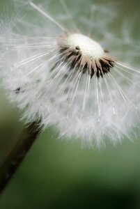 Summer dandelion macro