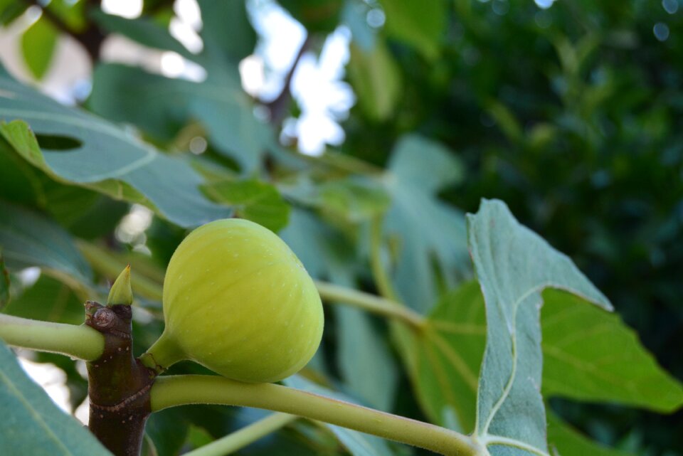 Fruit green tree