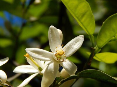 Orange flower white flowers pistils