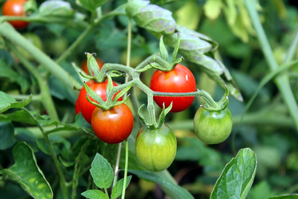 Eating the cultivation of food