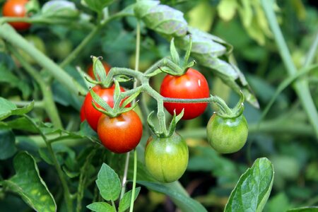 Eating the cultivation of food