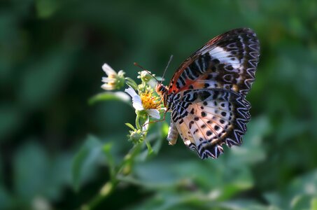Insects butterfly flower photo