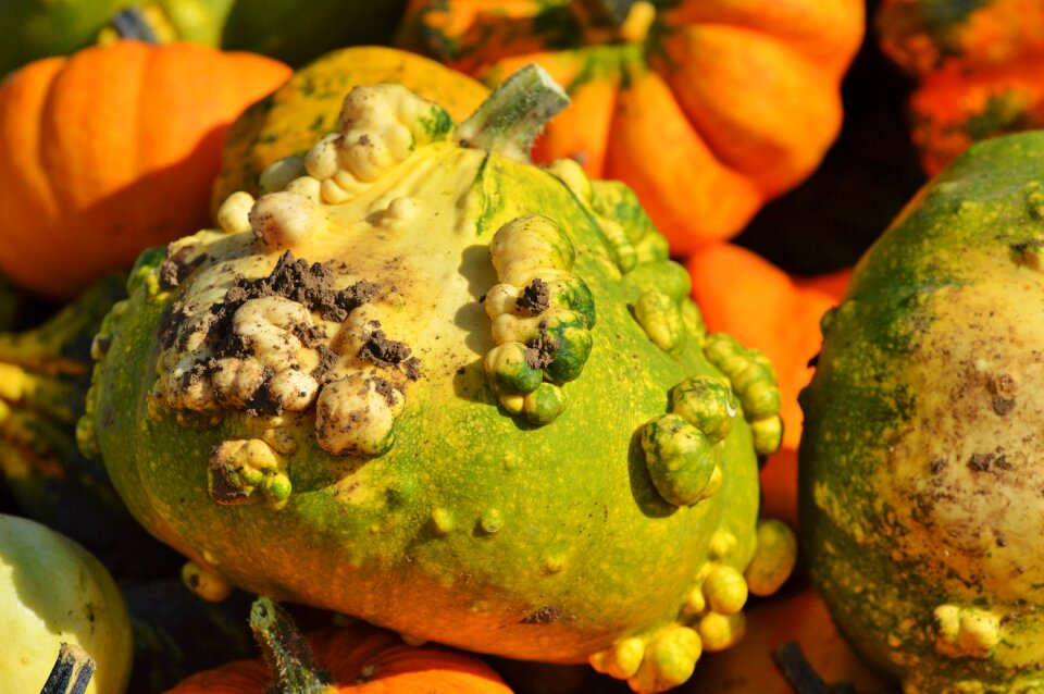 Autumn cucurbita maxima choose