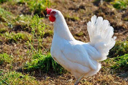 Free range livestock farm photo