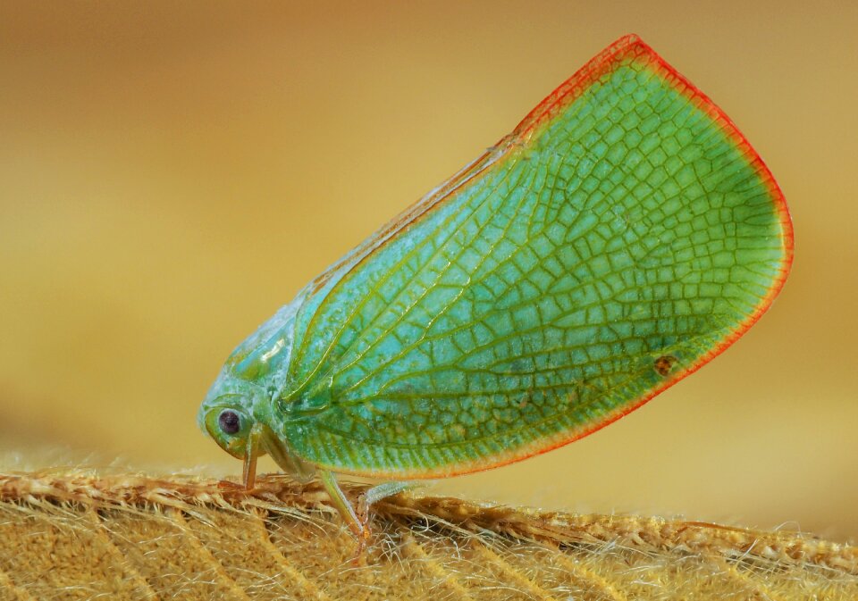 Butterfly the leaves green