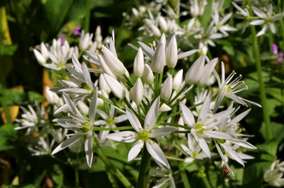Spring bloom white flower