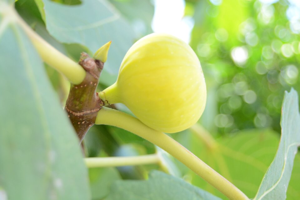 Yellow fruit good taste