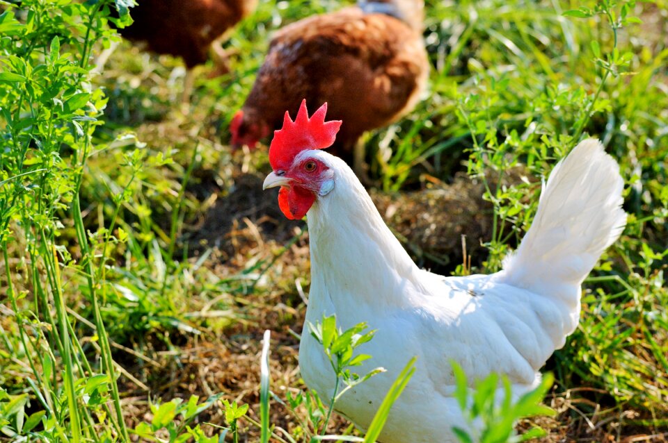 Free range livestock farm