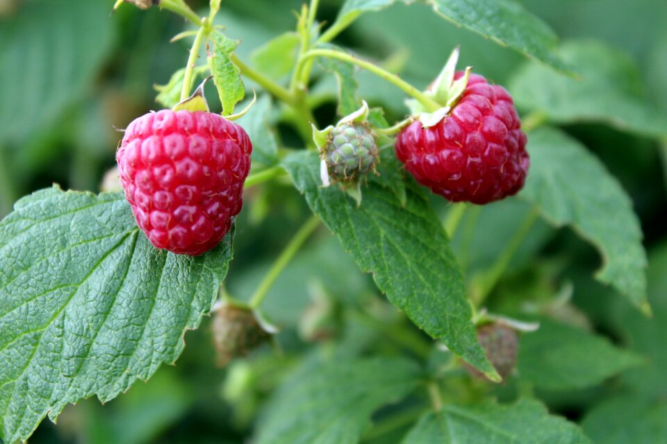 Ripe raspberries fruit garden red fruits