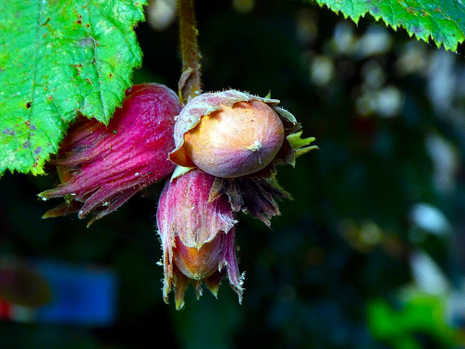 Nature hazel close up