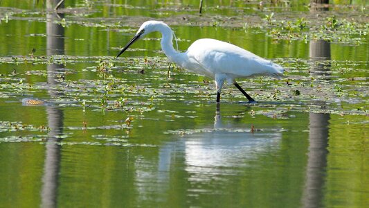 Egret water camargue