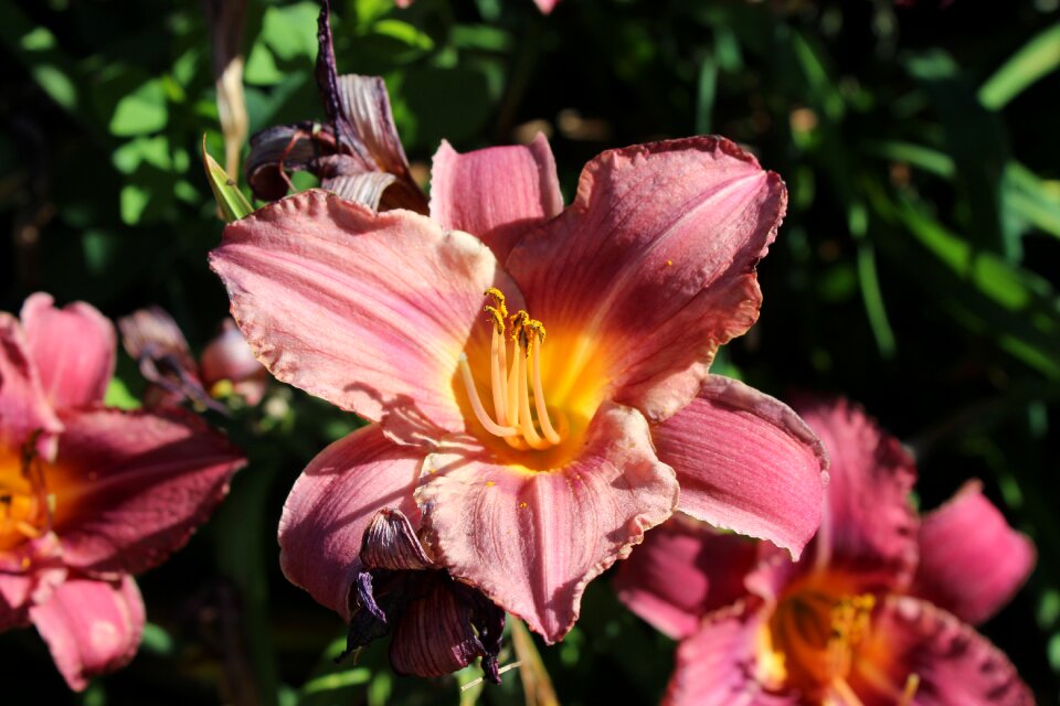 Pink flower pink flower