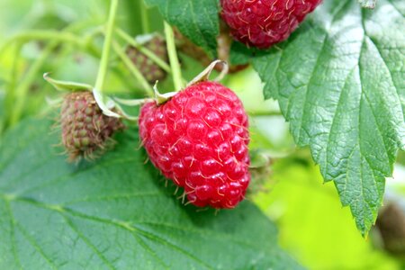 Fruit garden lean red